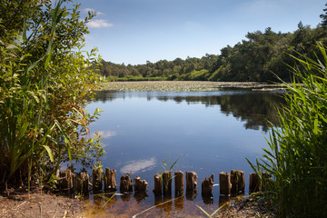 Obraz premium Waldsee Finkenmoor bei Cuxhaven