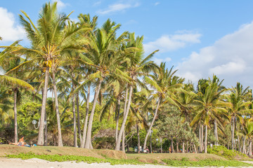 Fototapeta na wymiar cocotiers de Grande Anse, Réunion