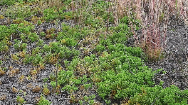 Forest ground vegetation few years after forest fire. There is typical plant wich survive in fire or regenerate very well after fire &ndash; clubmoss Diphasiastrum complanatum. Boreal forest.