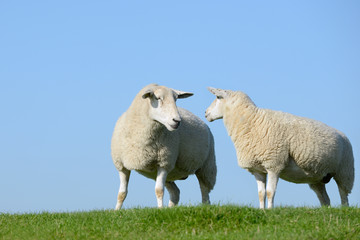 Zwei Schafe auf der Wiese