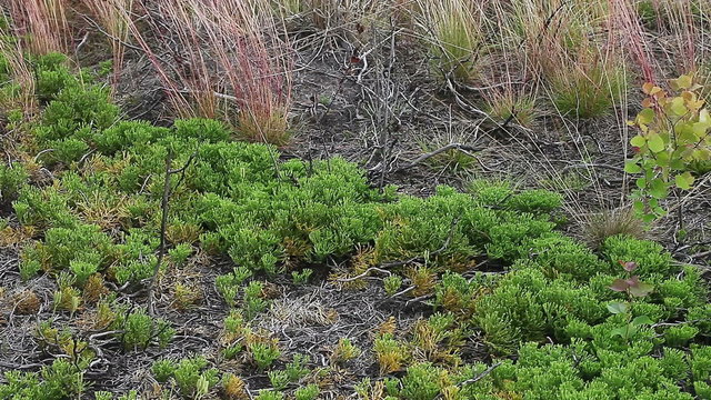 Forest ground vegetation few years after forest fire. There is typical plant wich survive in fire or regenerate very well after fire &ndash; clubmoss Diphasiastrum complanatum. Boreal forest.