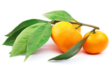 Branch with tangerines and leaves isolated on the white background with clipping path