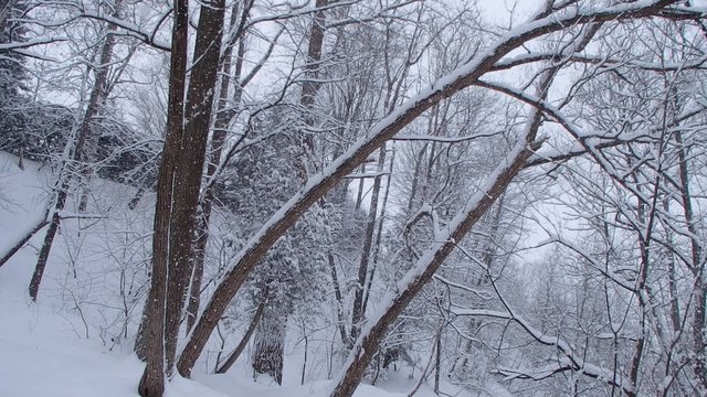 chute de neige