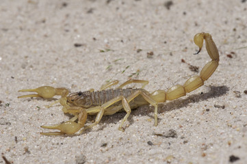 escorpión amarillo