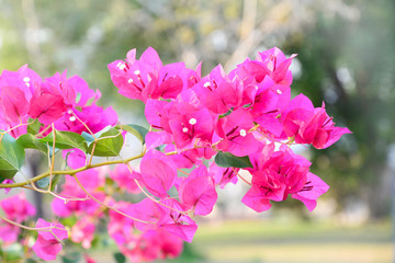 selective focus pink bougainvillea bunch in sunlight evening