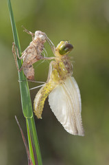 Metamorfosis libélula Sympetrum