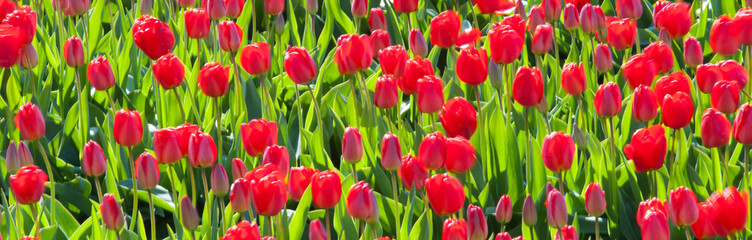 Obrazy na Szkle  Wiersz tulipanów w kulturze, Holandia