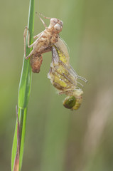 Metamorfosis libélula Sympetrum