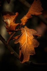 Leaf