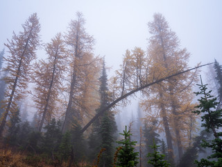 Fantastically curved trees shrouded in fog, BLUE LAKE TRAIL, Washington state