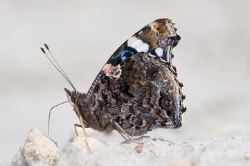 mariposa Vanessa atalanta