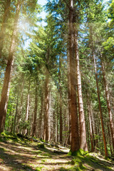 Beautiful morning scene in the forest with sun rays