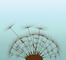 Dandelion for your design