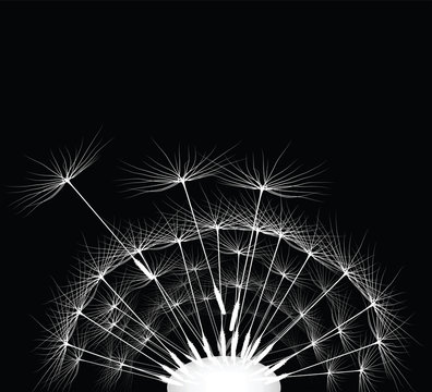 Dandelion for your design