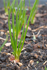 Onion bulbs with roots and green sprouts 