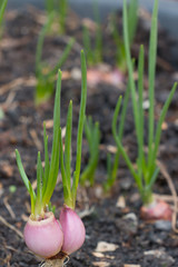 Onion bulbs with roots and green sprouts 