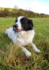 Bordercollie auf grüner Wiese 