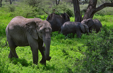 Fototapeta na wymiar Herd of elephants under Acacia tree