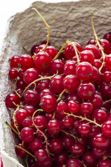 Eine Schale mit frischen Johannisbeeren