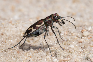 escarabajo Cicindela (Lophyra)