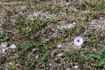 white morning glory flower on natural floor