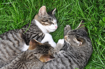 tabby cats are sleeping on the grass 
