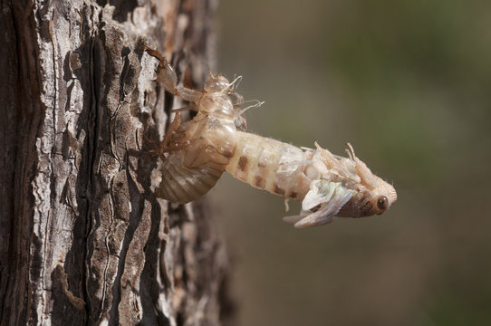 cigarra, metamorfosis. 