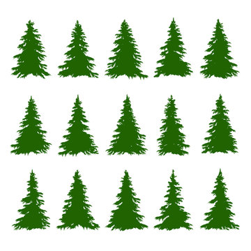 Conifer Trees Set on the white background for Making Forest Backgrounds. Vector