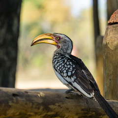 Hornvogel