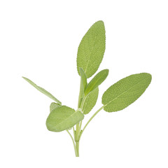 Sage plant on a white background