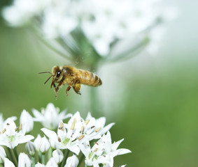 Bee & Flower