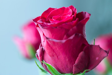 Beautiful Red Rose, Close-up