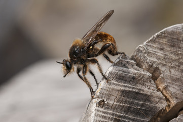 mosca asesina Laphria