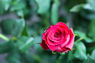 Beautiful Red Rose on Green Background, Close-up, Free Space for Text
