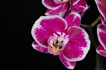 orchid flower on black background