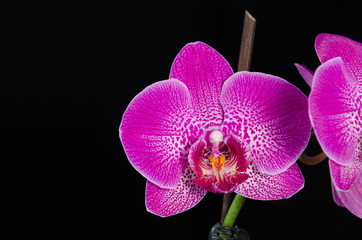 Fototapeta na wymiar orchid flower on black background