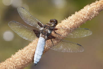 Libellula depressa