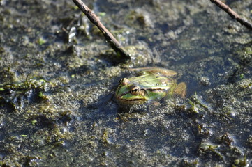 Green frog