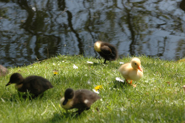 Petits canards au bord de l'eau