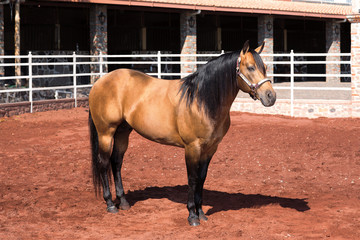 Beautiful fine thoroughbred horse outside
