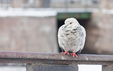 white city pigeon on a fence close up. St. Petersburg