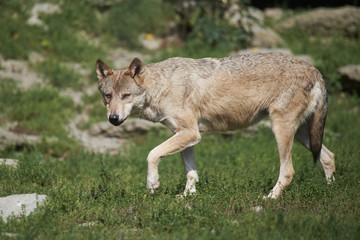 Ein kanadischer Timberwolf im Sommer