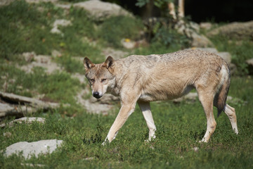 Ein kanadischer Timberwolf im Sommer
