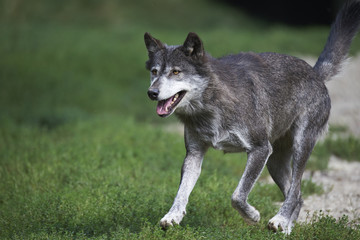 Ein kanadischer Timberwolf im Sommer
