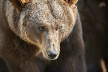Fototapeta premium Braunbär Portrait