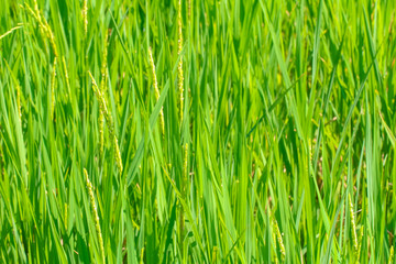 Fototapeta na wymiar Rice field in Thailand.