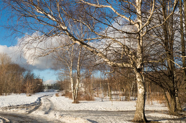 Trees in winter in a park and the road