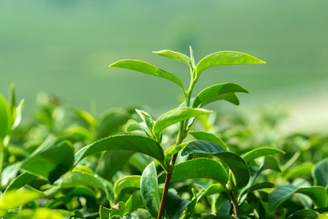 closeup fresh green tea leaves
