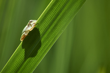 Laubfrosch im Schilf