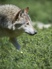 Fototapeta premium Ein kanadischer Timberwolf im Sommer